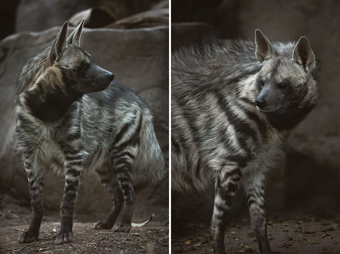 san-diego-zoo-striped-hyena-02.jpg