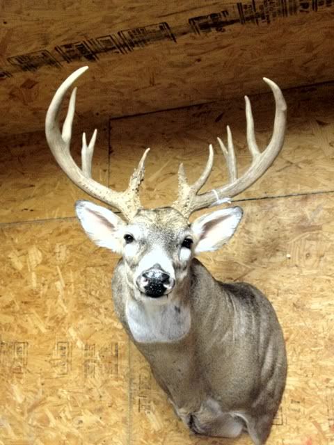 taxidermy-forms-for-big-deer-archery-talk-forum