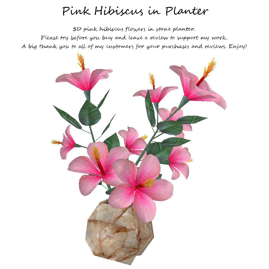 Pink Hibiscus in Planter photo hibiscus pink in pot .jpg