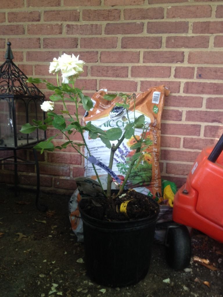 Photobucket Pictures, Images and Photos