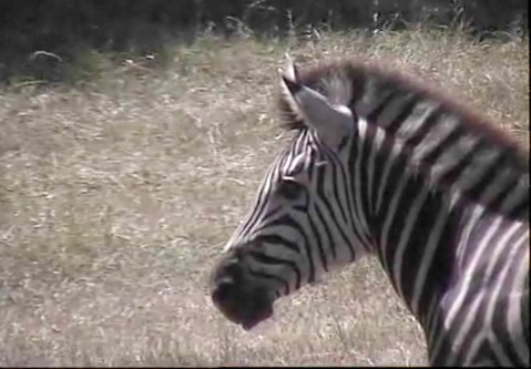 Zebra2.png