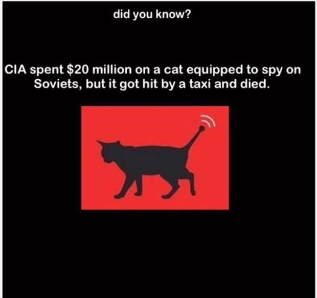  photo did-you-know-cia-spent-20-million-dollars-on-a-cat-spy-but-it-died1_zpsdgvj30wl.jpg