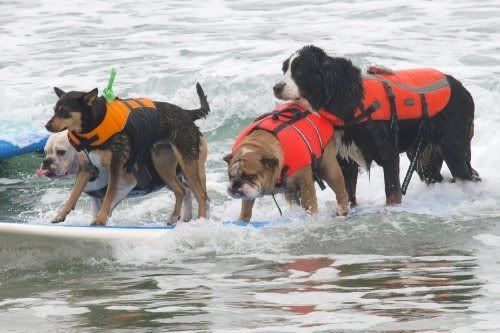 dog in a life vest photo: Tandem-SurfCity-Four-On-A-Board_200.jpg